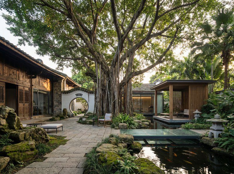 香蕉视频老树视频：古榕传奇